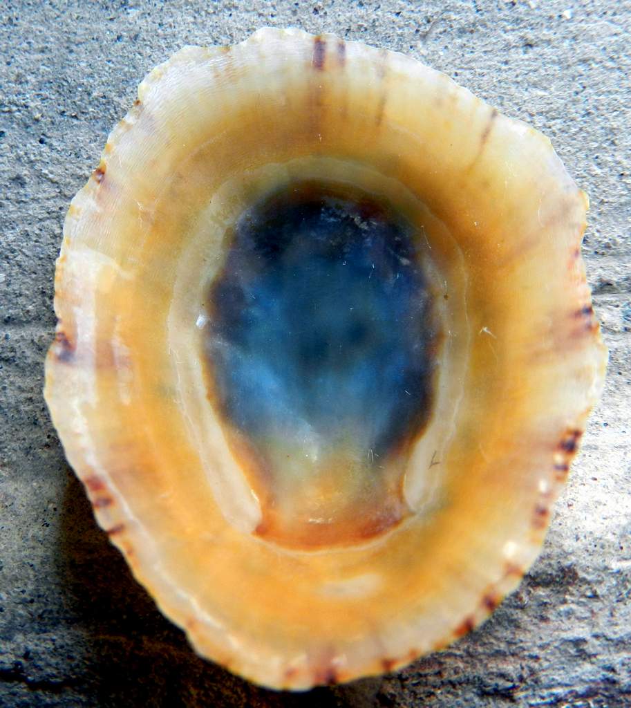 Patella sp. da identificare